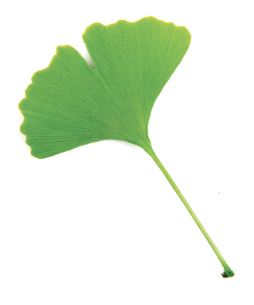 Feuille de ginkgo